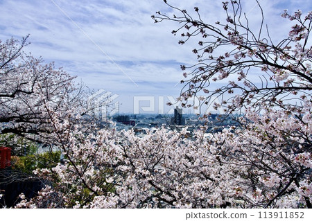 寶塚市中山寺的櫻花 113911852