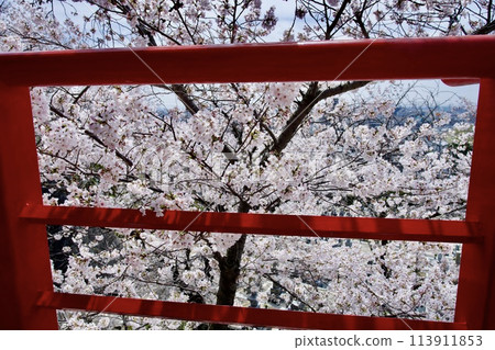 寶塚市中山寺的櫻花 113911853