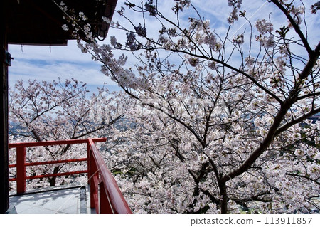 寶塚市中山寺的櫻花 113911857
