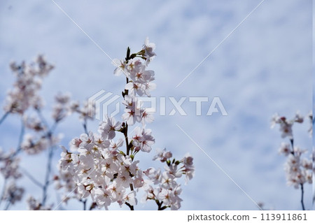 Cherry blossoms at Nakayama-dera Temple in Takarazuka City 113911861