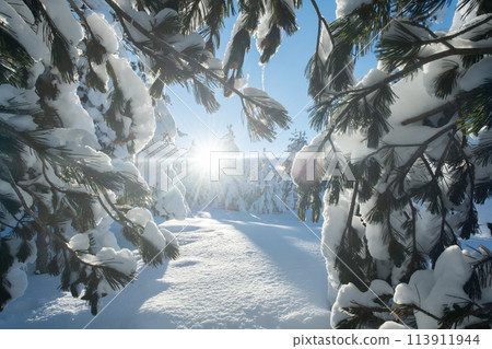 Majestic Pine Forest Bathed in Sunlight on Snowy Mountains. Majestic Pine Forest Bathed in Sunlight on Snowy Mountains. 113911944