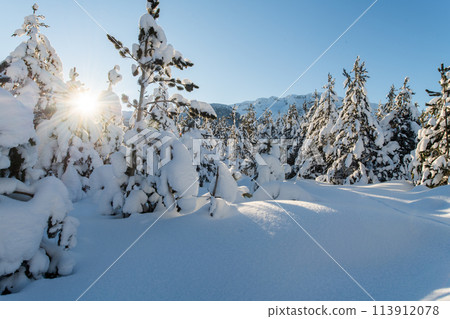 Majestic Pine Forest Bathed in Sunlight on Snowy Mountains. Majestic Pine Forest Bathed in Sunlight on Snowy Mountains. 113912078