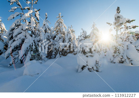 Majestic Pine Forest Bathed in Sunlight on Snowy Mountains. 113912227