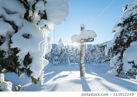 Majestic Pine Forest Bathed in Sunlight on Snowy Mountains. Majestic Pine Forest Bathed in Sunlight on Snowy Mountains. 113912249