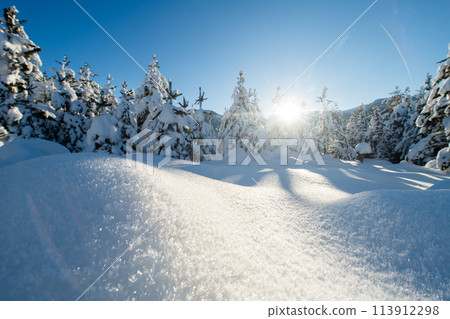 Majestic Pine Forest Bathed in Sunlight on Snowy Mountains. Majestic Pine Forest Bathed in Sunlight on Snowy Mountains. 113912298