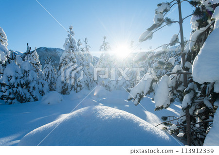 Majestic Pine Forest Bathed in Sunlight on Snowy Mountains. 113912339