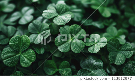 Close-up of vibrant green clover leaves 113912977