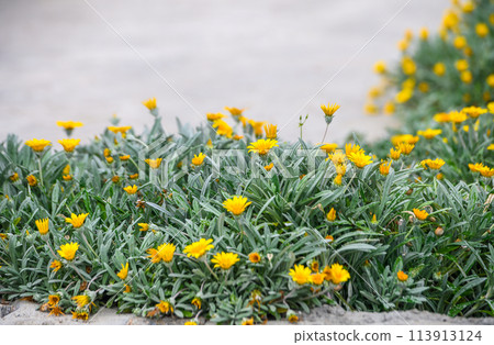 yellow flowers in a flowerbed in Cyprus 1 yellow flowers in a flowerbed in Cyprus 1 113913124