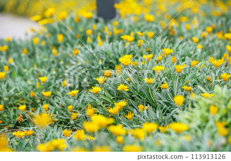Marigold flowers in the meadow in the sunlight 1 113913126