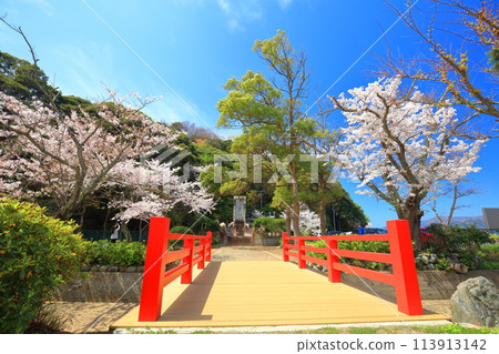 【福井縣】晴天的小濱公園,櫻花盛開 【福井縣】晴天的小濱公園,櫻花盛開 113913142