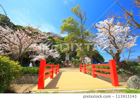 【福井縣】晴天的小濱公園,櫻花盛開 【福井縣】晴天的小濱公園,櫻花盛開 113913143