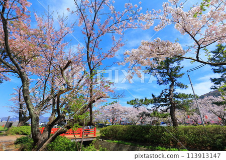 [Fukui Prefecture] Obama Park on a sunny day and cherry blossoms in full bloom 113913147