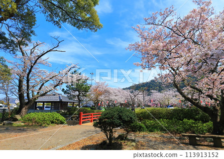 【福井縣】晴天的小濱公園，櫻花盛開 113913152
