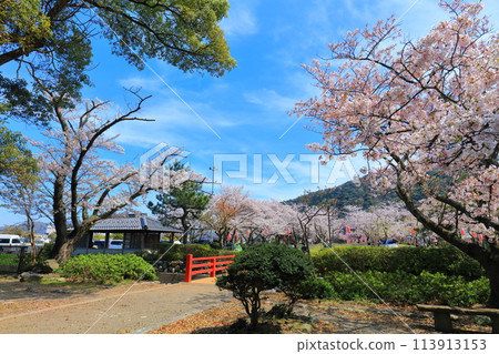 [Fukui Prefecture] Obama Park on a sunny day and cherry blossoms in full bloom 113913153