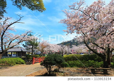 [Fukui Prefecture] Obama Park on a sunny day and cherry blossoms in full bloom 113913154