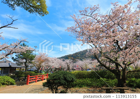 [Fukui Prefecture] Obama Park on a sunny day and cherry blossoms in full bloom 113913155