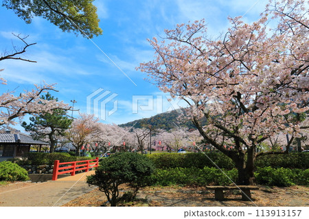 [Fukui Prefecture] Obama Park on a sunny day and cherry blossoms in full bloom 113913157