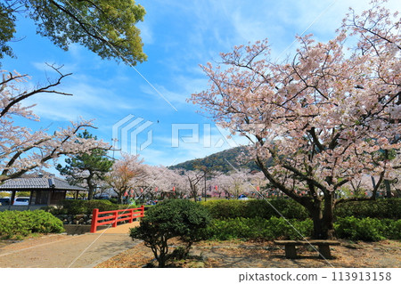 【福井縣】晴天的小濱公園,櫻花盛開 【福井縣】晴天的小濱公園,櫻花盛開 113913158