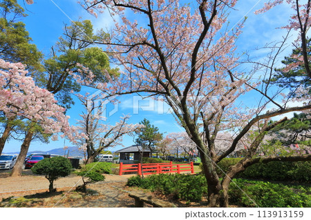 [Fukui Prefecture] Obama Park on a sunny day and cherry blossoms in full bloom 113913159