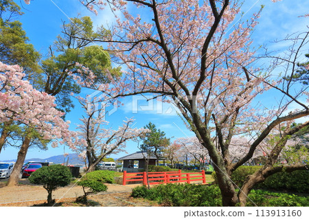 【福井縣】晴天的小濱公園,櫻花盛開 【福井縣】晴天的小濱公園,櫻花盛開 113913160
