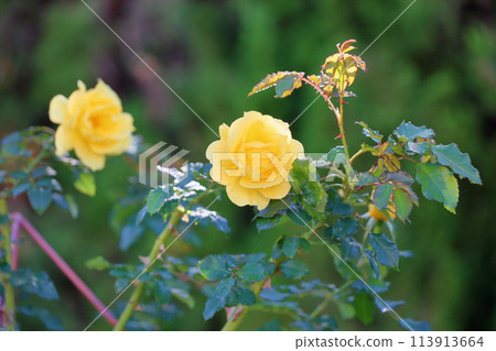 玫瑰花 113913664