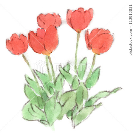 鮮紅色鬱金香的水彩插圖，從春天到初夏的花朵 113913831