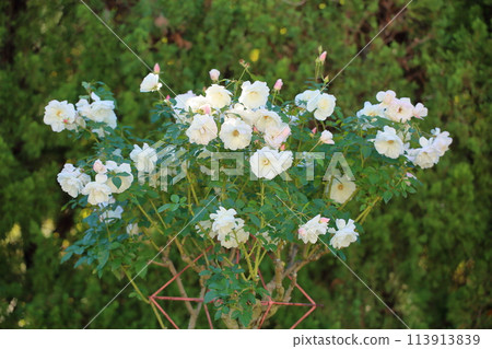 Rose flower Iceberg 113913839