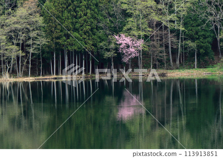 中津湖,櫻花盛開的春天 中津湖,櫻花盛開的春天 113913851