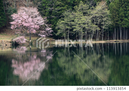 中津湖,櫻花盛開的春天 中津湖,櫻花盛開的春天 113913854