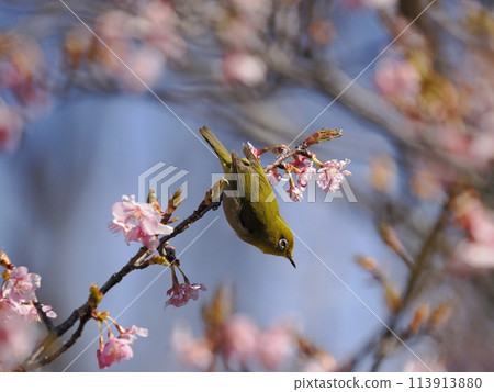Kawazu cherry tree and mezzo Kawazu cherry tree and mezzo 113913880