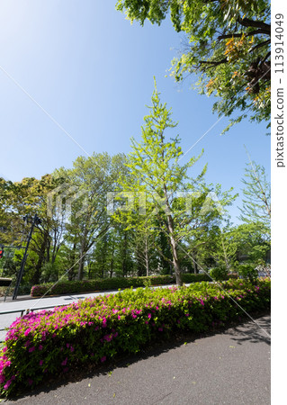 Scenery of fresh greenery and roads in Tokyo 113914049
