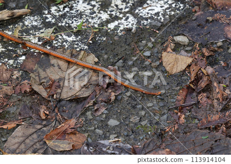 Yatsuwakugavir 113914104