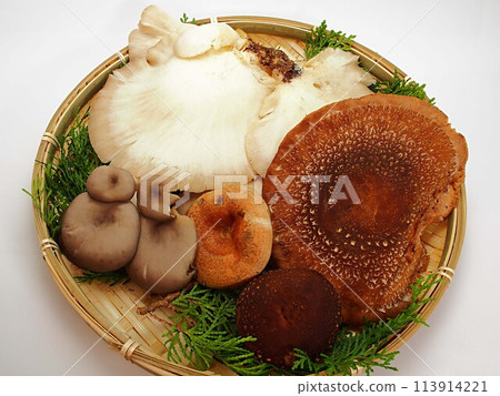 Harvested mushrooms Harvested mushrooms 113914221