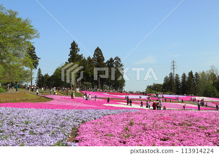 清晨羊山公園芝櫻之丘（埼玉縣秩父市） 113914224