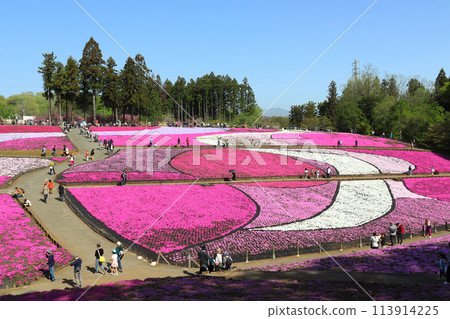 清晨羊山公園芝櫻之丘（埼玉縣秩父市） 113914225