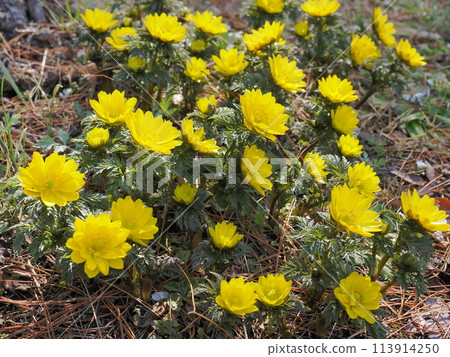 Yellow adonis ramosa flower Yellow adonis ramosa flower 113914250