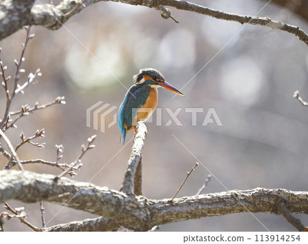 翠鳥棲息在樹枝上 翠鳥棲息在樹枝上 113914254