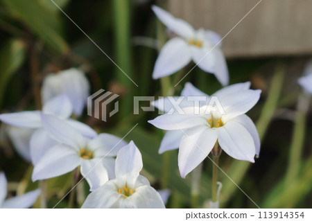 白色Hananyla花 白色Hananyla花 113914354