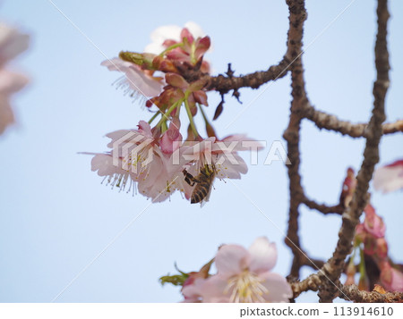Honeybees searching for nectar from winter cherry blossoms 113914610