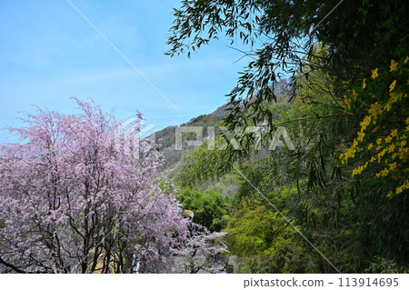 Fresh greenery and cherry blossoms, Yamabuki flowers, spring scenery, view from the area around Tanashita Fudo 113914695
