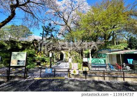Cherry blossoms blooming at Odawara Castle Children's Amusement Park Cherry blossoms blooming at Odawara Castle Children's Amusement Park 113914737
