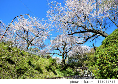 Cherry blossoms blooming at Odawara Castle Children's Amusement Park 113914741