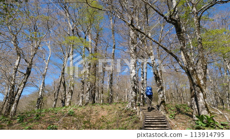 Tanzawa Beech Forest 113914795
