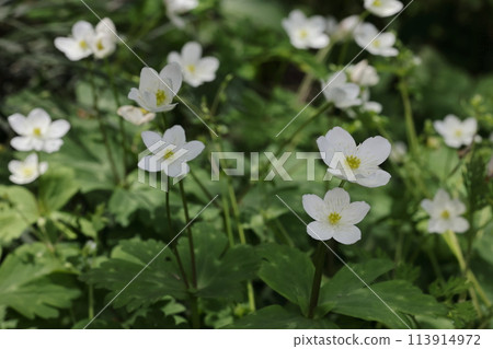 Natural Plants: Anemone nirinsou, a perennial plant of the Ranunculaceae family. It grows in colonies on the forest floor and blooms with white flowers from spring to early summer. 113914972