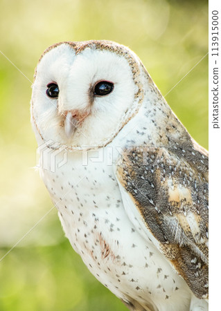 Barn Owl Barn Owl 113915000