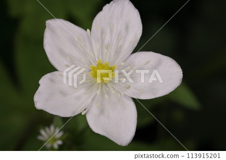 天然植物，鯡魚，花。看起來像花瓣的是萼片，黃色的雌蕊聚集在中央，周圍有許多雄蕊。 113915201