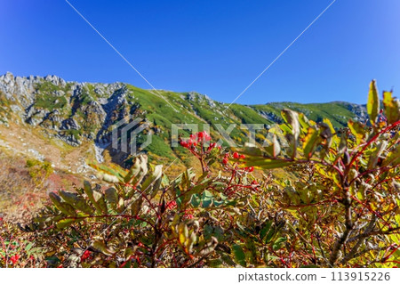 Bright red ripe rowan berries seen from the autumn leaves of the Central Alps Bright red ripe rowan berries seen from the autumn leaves of the Central Alps 113915226