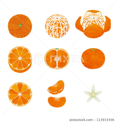 Unshu mandarin oranges_set_peeled mandarins, slices, vertical slices, bunches, mandarin orange flowers_watercolor touch Unshu mandarin oranges_set_peeled mandarins, slices, vertical slices, bunches, mandarin orange flowers_watercolor touch 113915436
