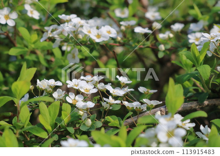 White flower spiraea White flower spiraea 113915483