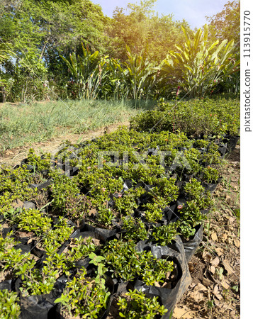 Nursery green plants in bag Nursery green plants in bag 113915770